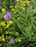 View full-size image Centaurea jacea