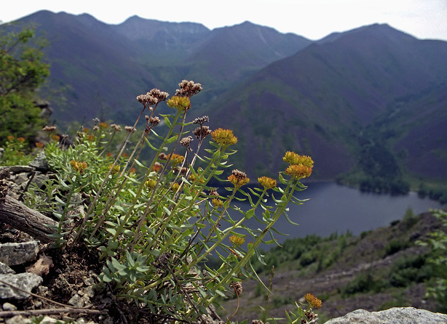 Image of Rhodiola rosea specimen.