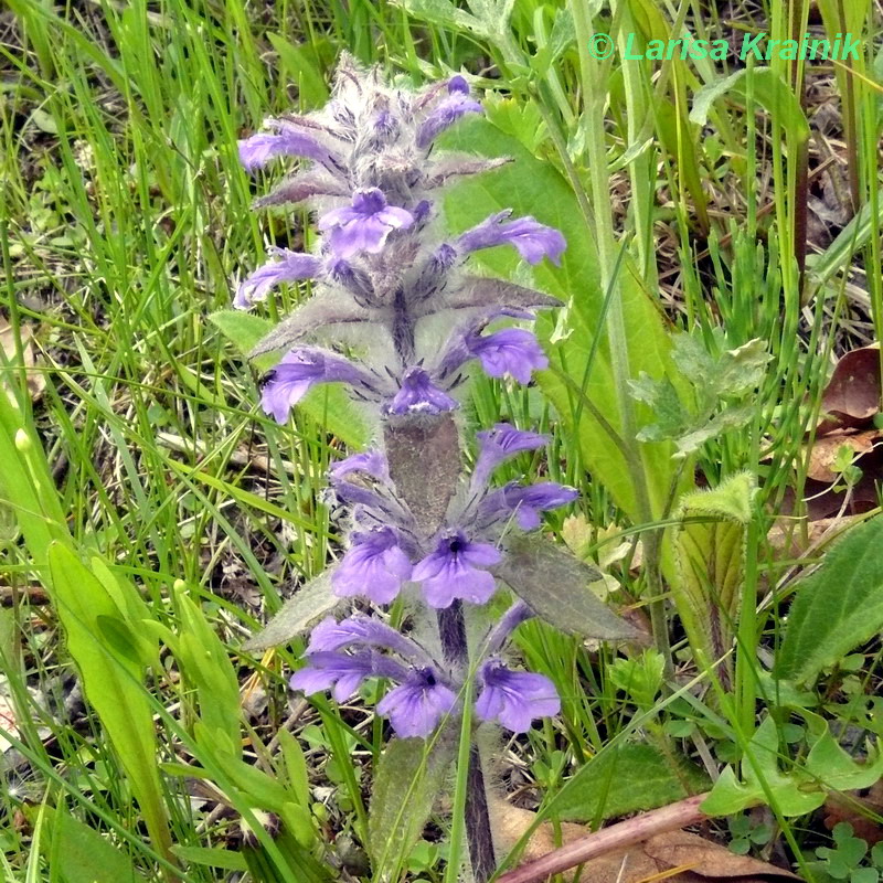 Image of Ajuga multiflora specimen.