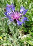 Centaurea fuscomarginata. Верхушка цветущего растения. Крым, окр. Ялты, гора Лапата, яйла. 9 июля 2011 г.