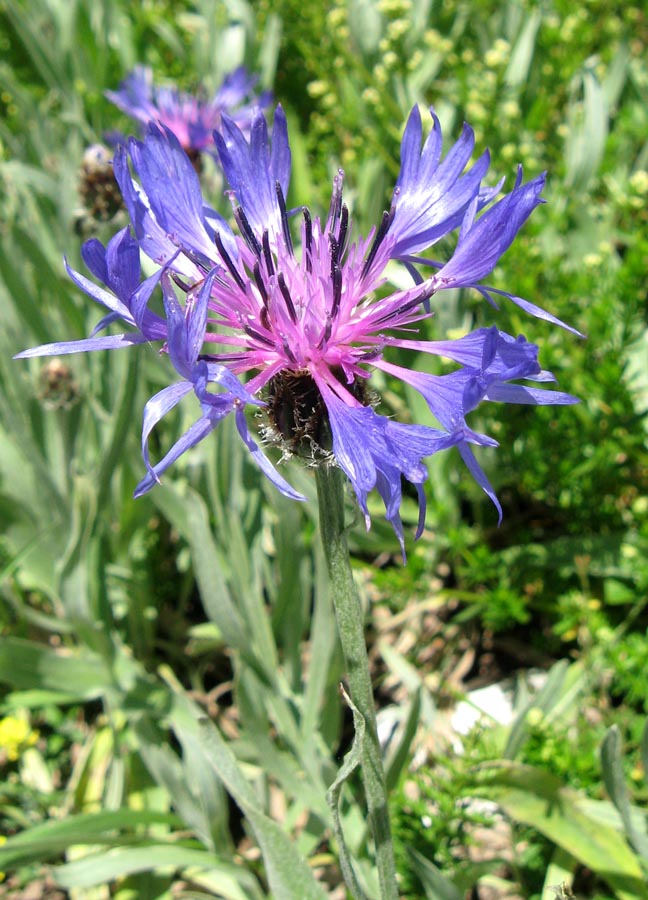 Изображение особи Centaurea fuscomarginata.