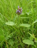 Prunella vulgaris. Цветущее растение. Ростовская обл., дельта Дона, Подазовье, окр. хутора Узяк. 12 июня 2011 г.