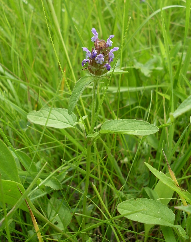 Image of Prunella vulgaris specimen.