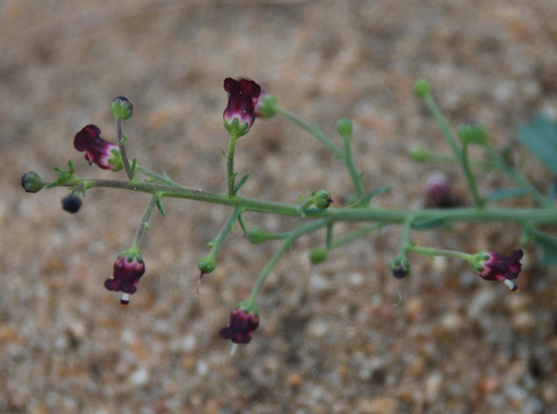 Image of Scrophularia incisa specimen.