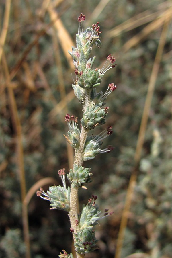 Image of Camphorosma monspeliaca specimen.