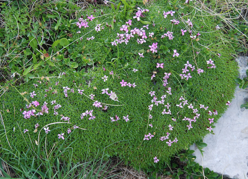 Image of Silene acaulis specimen.