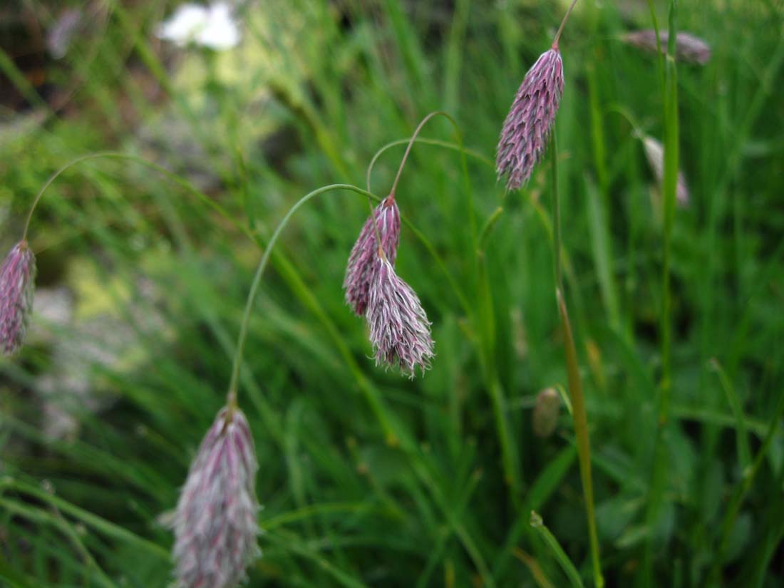 Image of Alopecurus ponticus specimen.