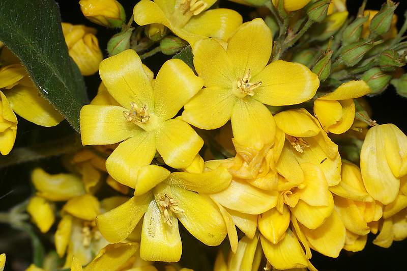 Image of Lysimachia vulgaris specimen.