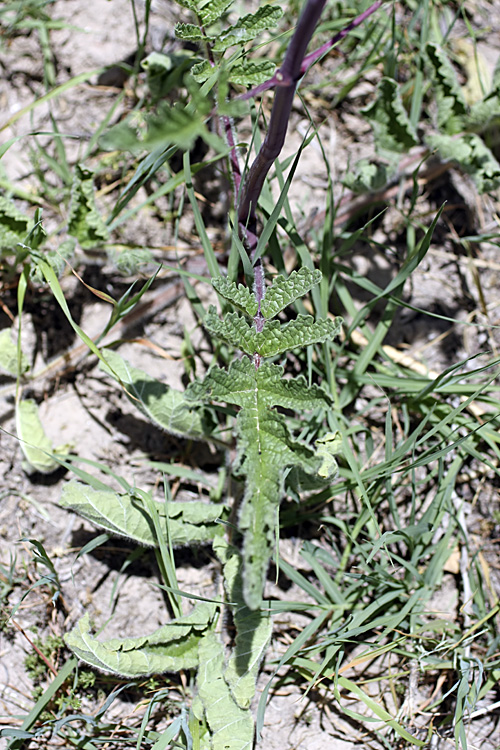 Image of Phlomoides kaufmanniana specimen.