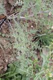 Polychrysum tadshikorum