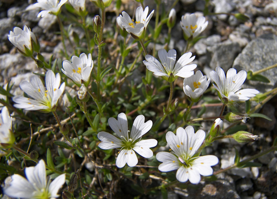 Изображение особи Dichodon cerastoides.