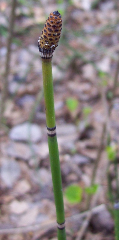 Image of Equisetum hyemale specimen.