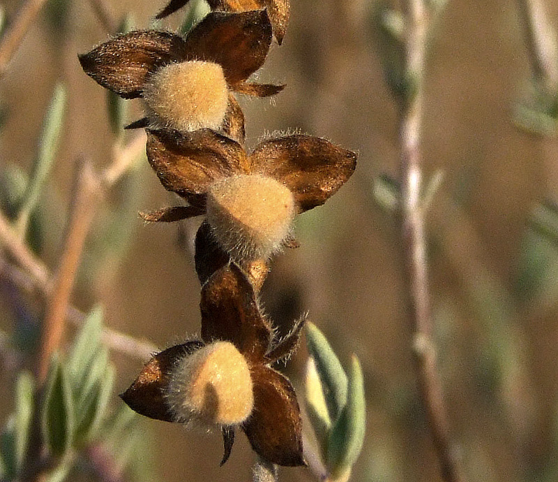 Image of Helianthemum stipulatum specimen.