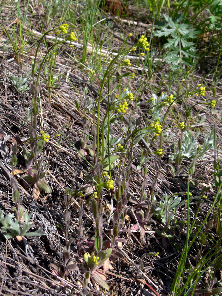 Image of Draba nemorosa specimen.