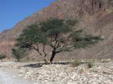 Vachellia tortilis subspecies raddiana. Взрослое дерево на днище каньона. Израиль, Эйлатские горы. Ноябрь.