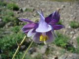 Aquilegia lactiflora × A. atrovinosa