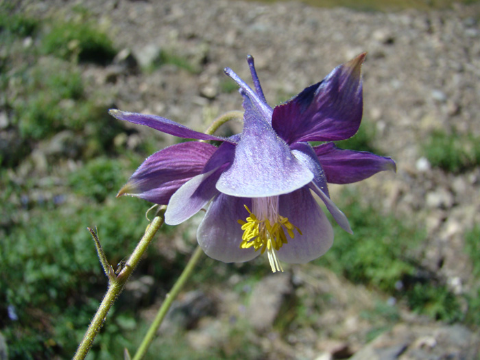 Изображение особи род Aquilegia.