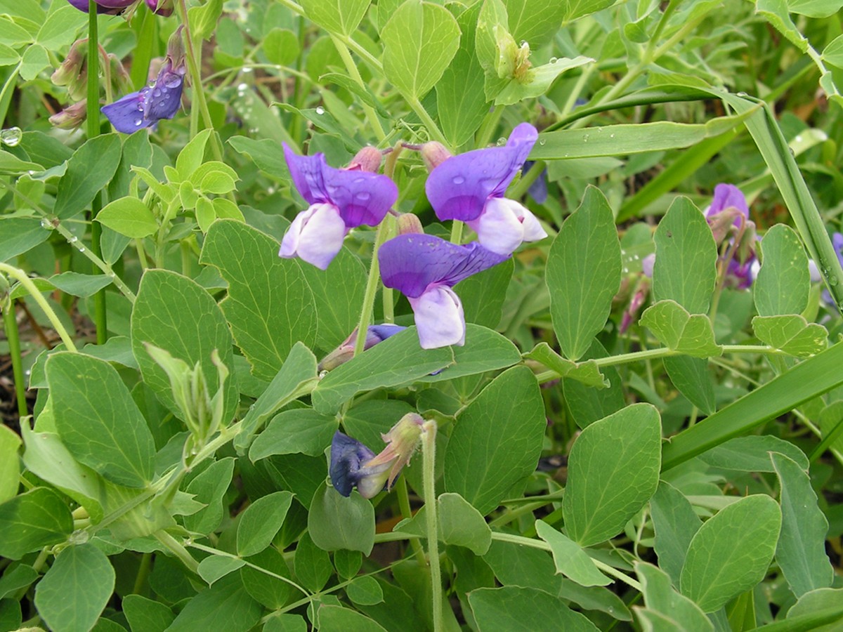 Image of Lathyrus japonicus specimen.