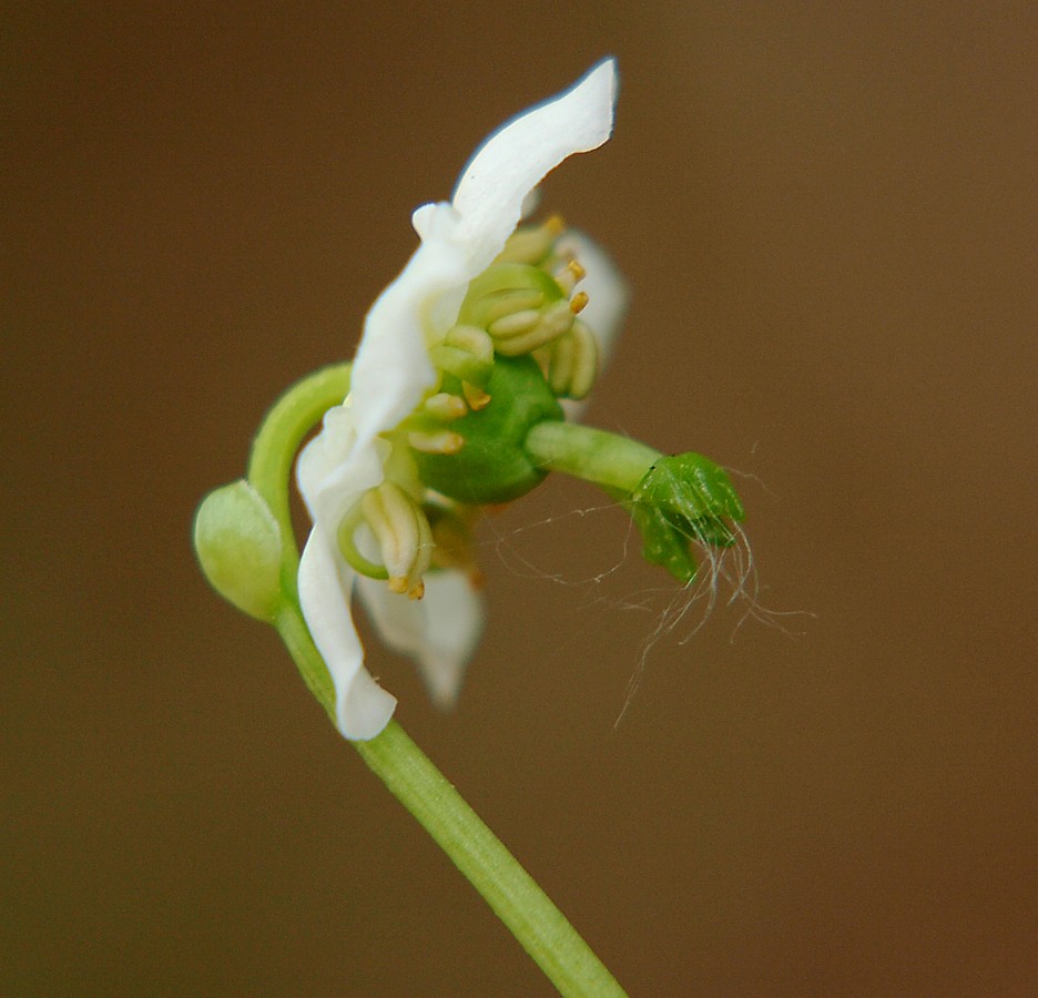 Image of Moneses uniflora specimen.