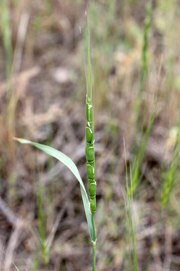 Изображение особи Aegilops tauschii.