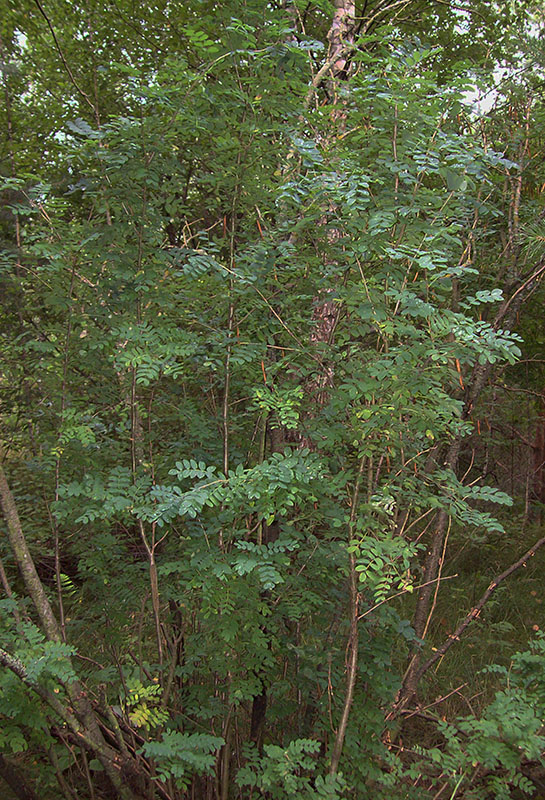 Image of Caragana arborescens specimen.