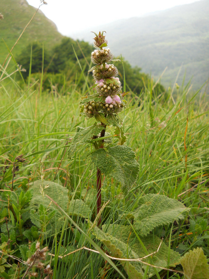 Image of Phlomoides tuberosa specimen.