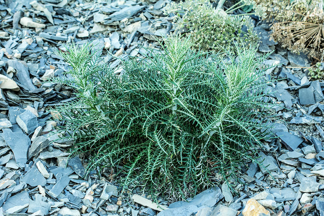 Image of Lamyra echinocephala specimen.