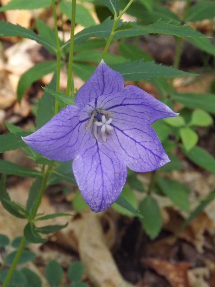 Image of Platycodon grandiflorus specimen.