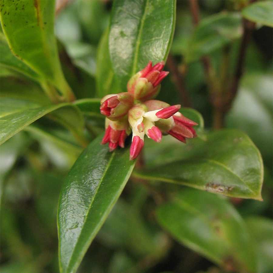 Image of Sarcococca hookeriana var. digyna specimen.