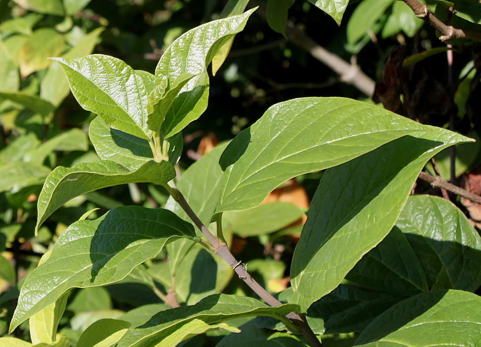 Изображение особи род Calycanthus.