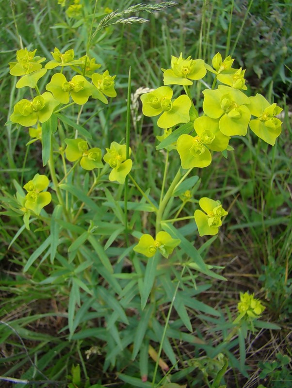 Изображение особи Euphorbia virgata.