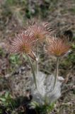 Смотреть изображение Pulsatilla taurica