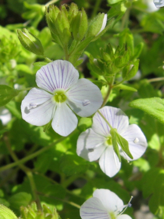 Image of Veronica peduncularis specimen.