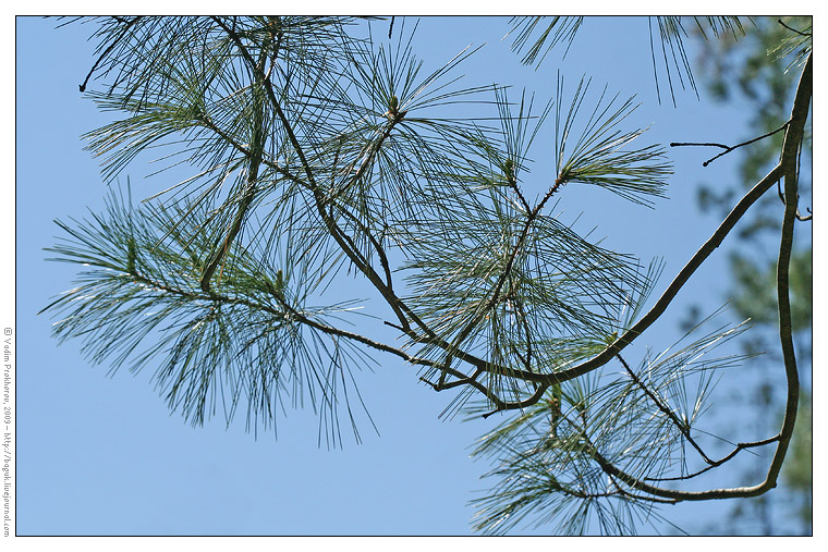 Image of Pinus strobus specimen.