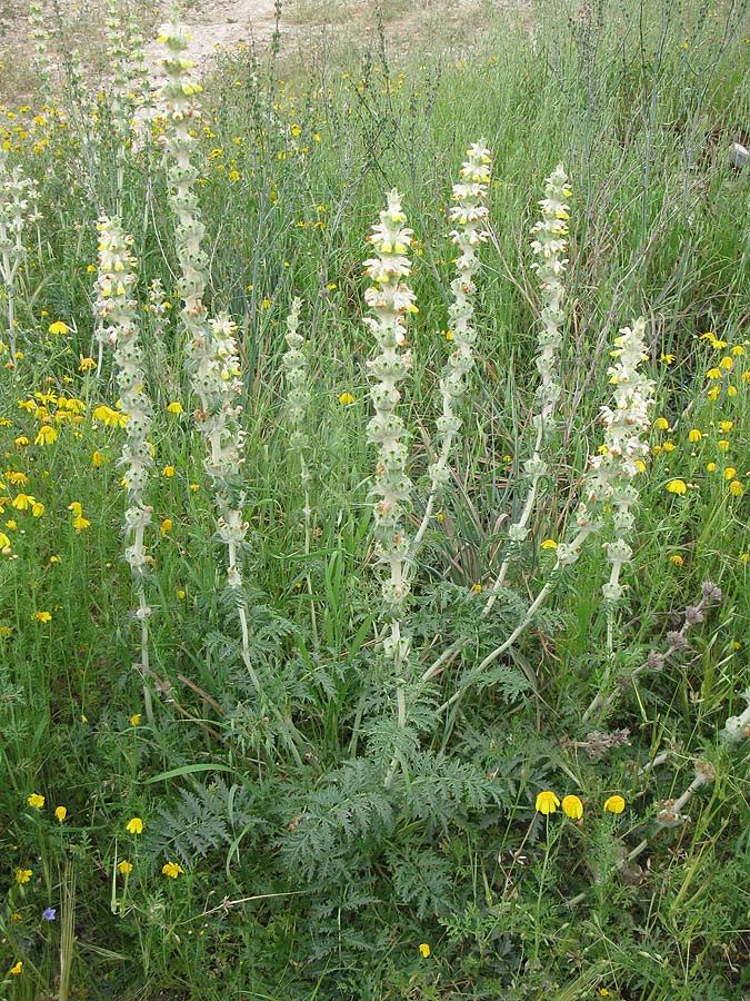 Image of Phlomoides laciniata specimen.