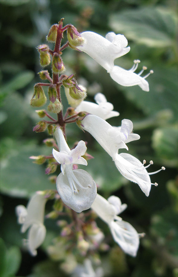 Image of Coleus paniculatus specimen.