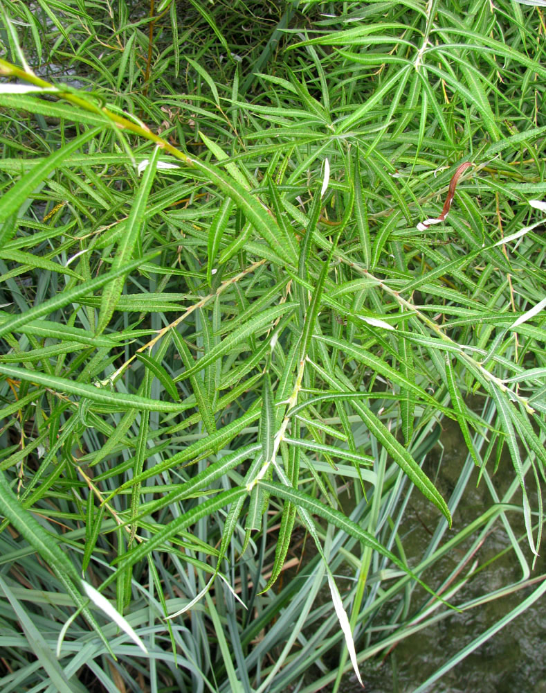 Image of Salix viminalis specimen.