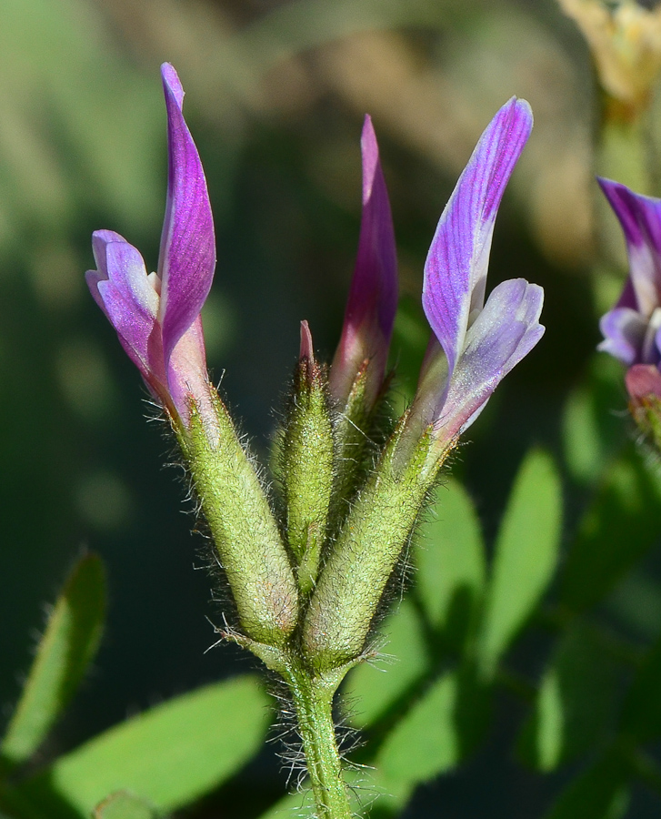 Image of Astragalus callichrous specimen.