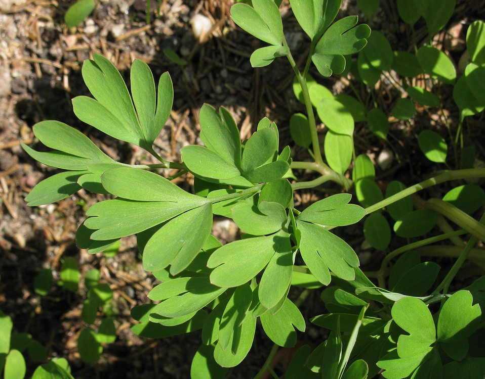 Изображение особи род Corydalis.