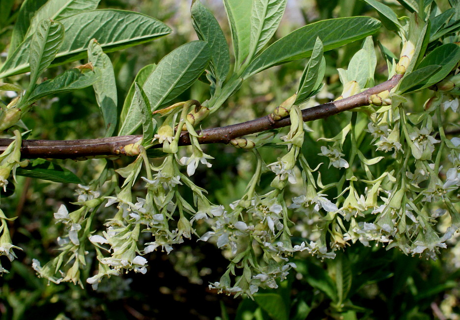 Image of Oemleria cerasiformis specimen.