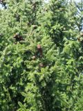 Picea × fennica. Часть кроны с шишками. Ставропольский край, г. Кисловодск, Курортный парк средний. 28.03.2013.