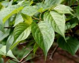 Stachyurus praecox. Листья. Германия, г. Krefeld, Ботанический сад. 11.05.2013.