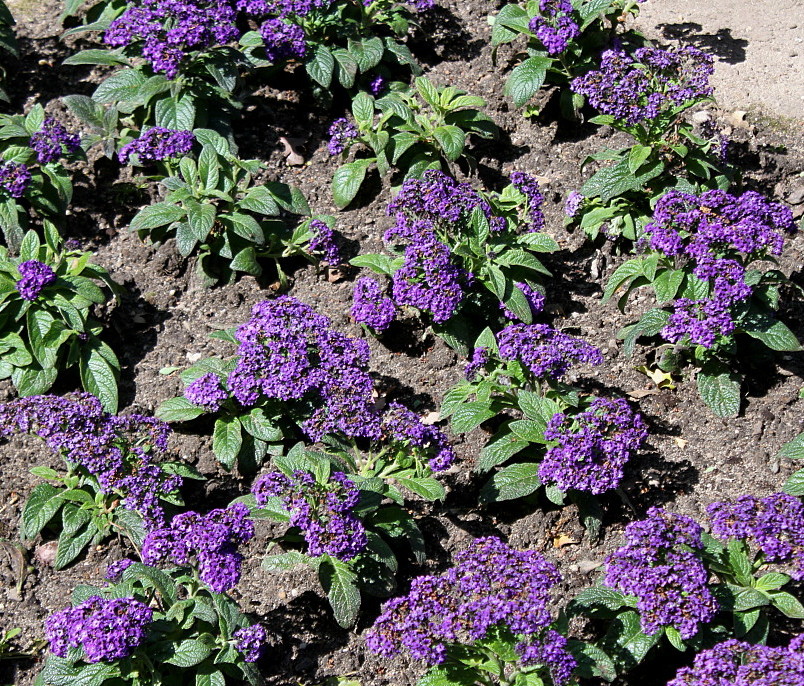 Image of Heliotropium arborescens specimen.