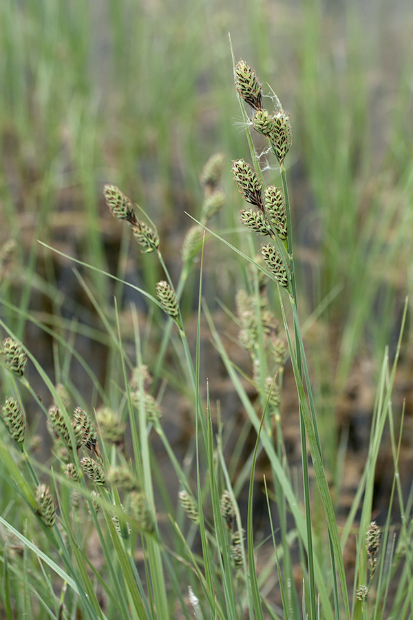 Image of Carex buxbaumii specimen.