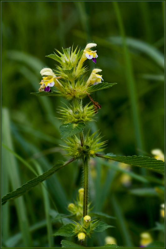 Изображение особи Galeopsis speciosa.