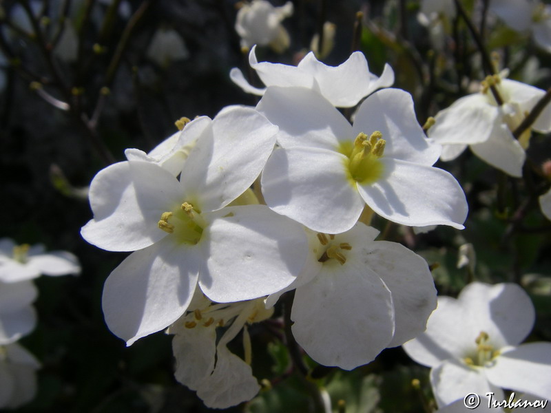 Image of Arabis caucasica specimen.