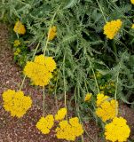 Achillea filipendulina. Полёгшее цветущее растение. Германия, г. Krefeld, Ботанический сад. 25.07.2013.