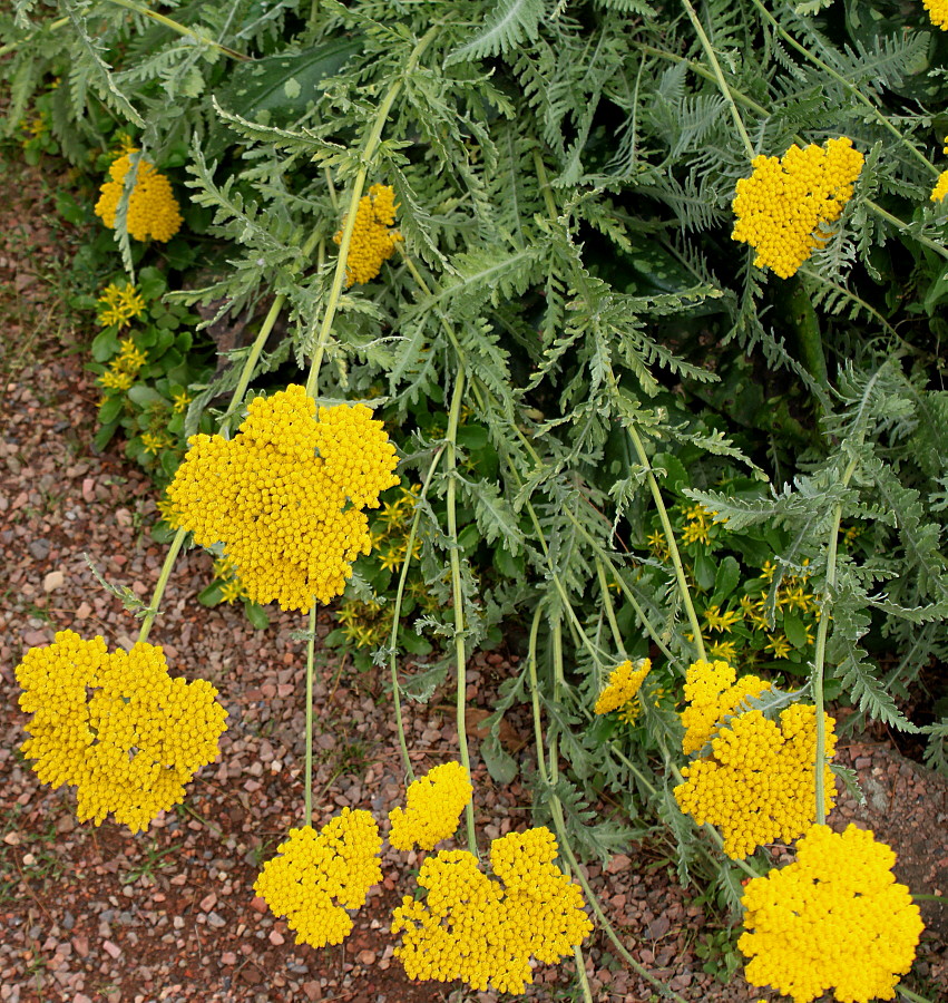 Image of Achillea filipendulina specimen.