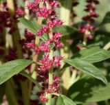 Amaranthus cruentus. Средняя часть побега с боковыми соцветиями. Германия, г. Krefeld, Ботанический сад. 06.08.2013.