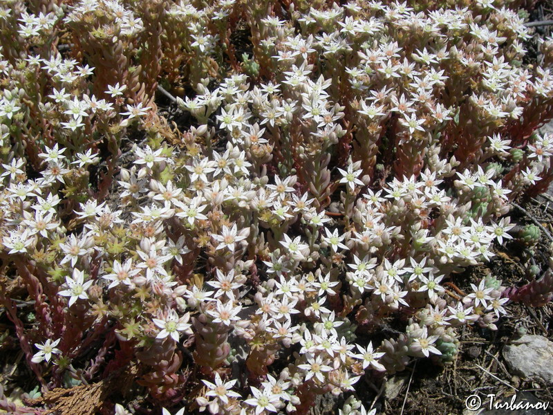 Image of Sedum hispanicum specimen.